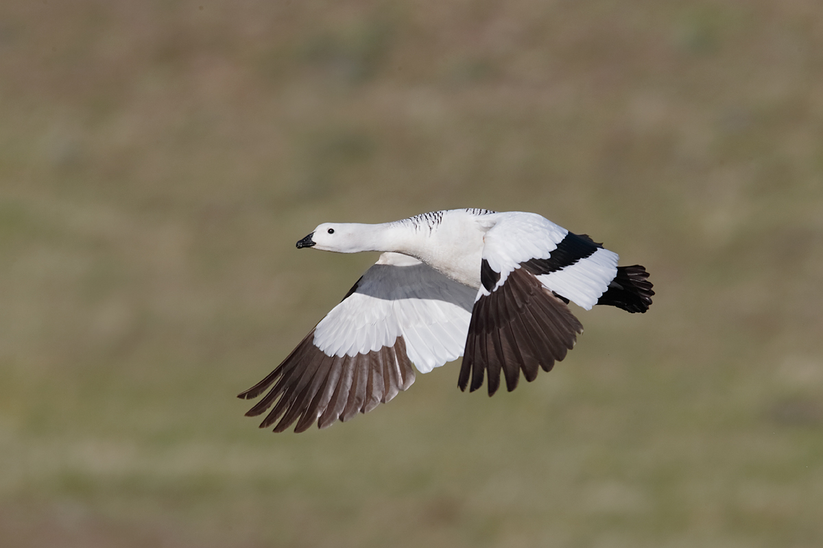 upland-goose-drake-in-flight-_y7o2665-torres-del-paine-national-park-chile