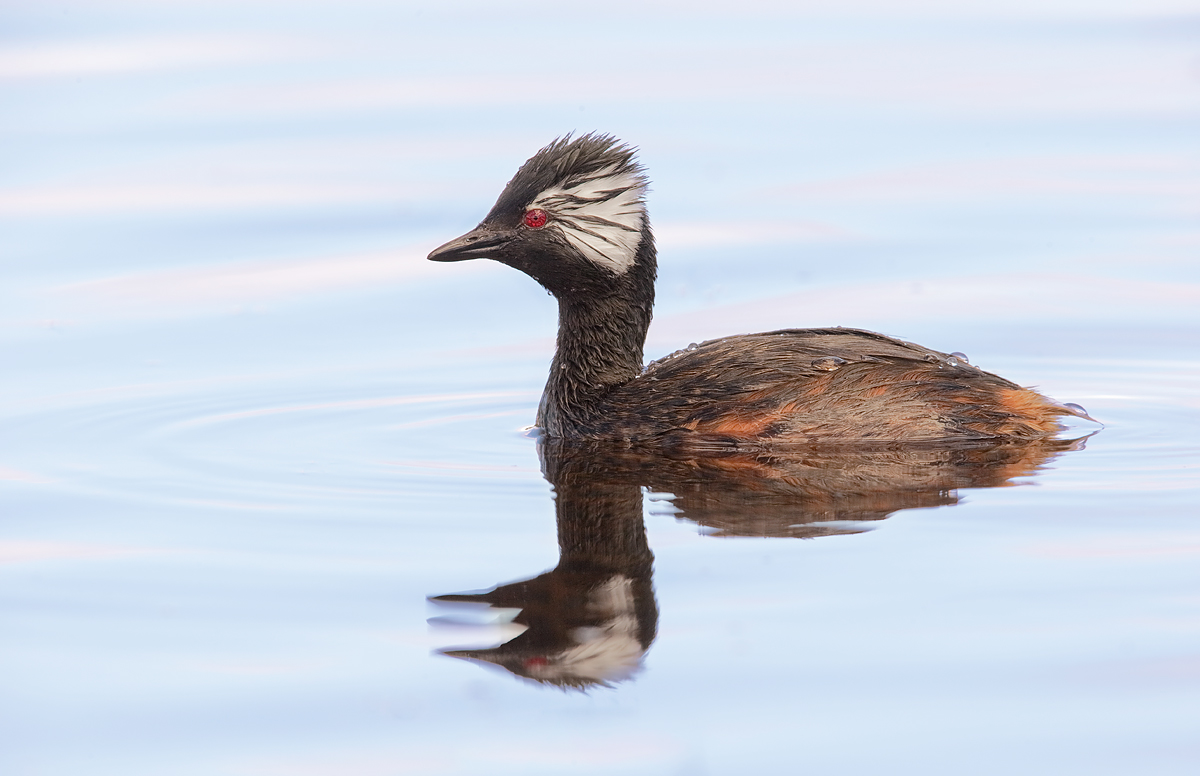 white-eared-grebe-impr-_y7o9947-torres-del-paine-national-park-chile