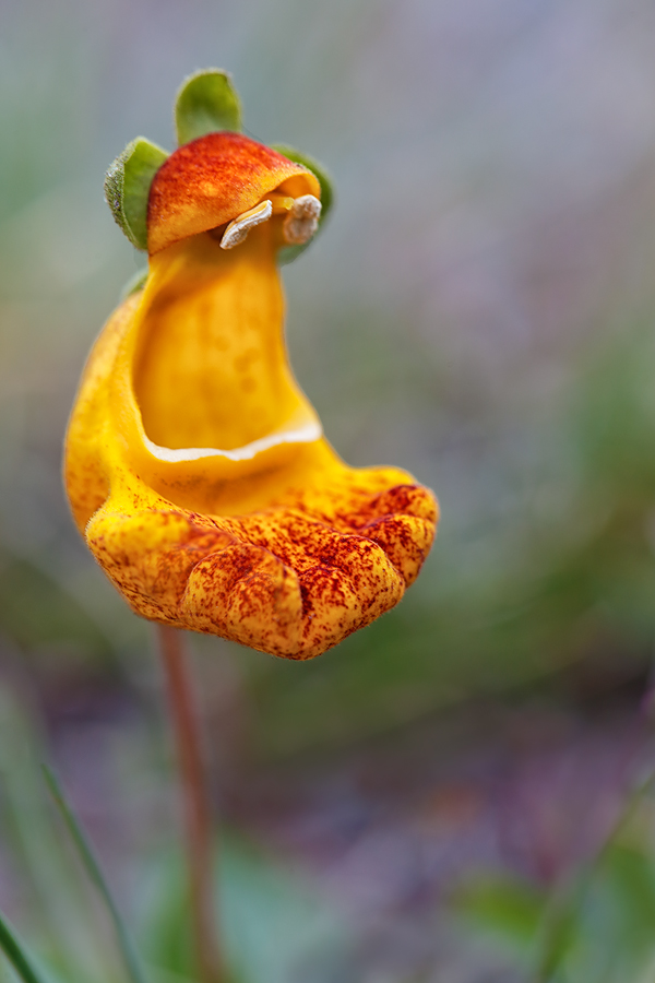 yellow-lady-slipper-_a1c9131-torres-del-paine-national-park-chile