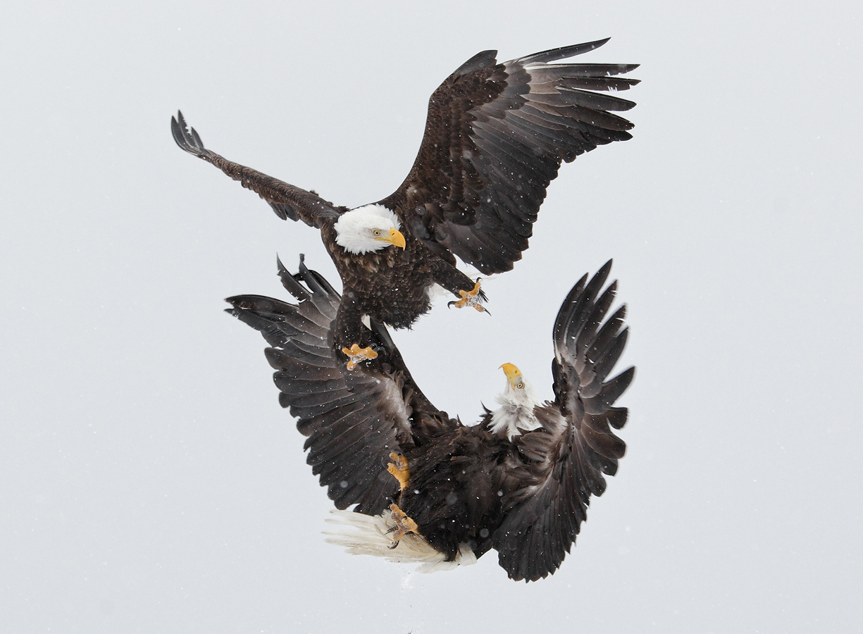 the art of bird photography ii the art of bird photography ii