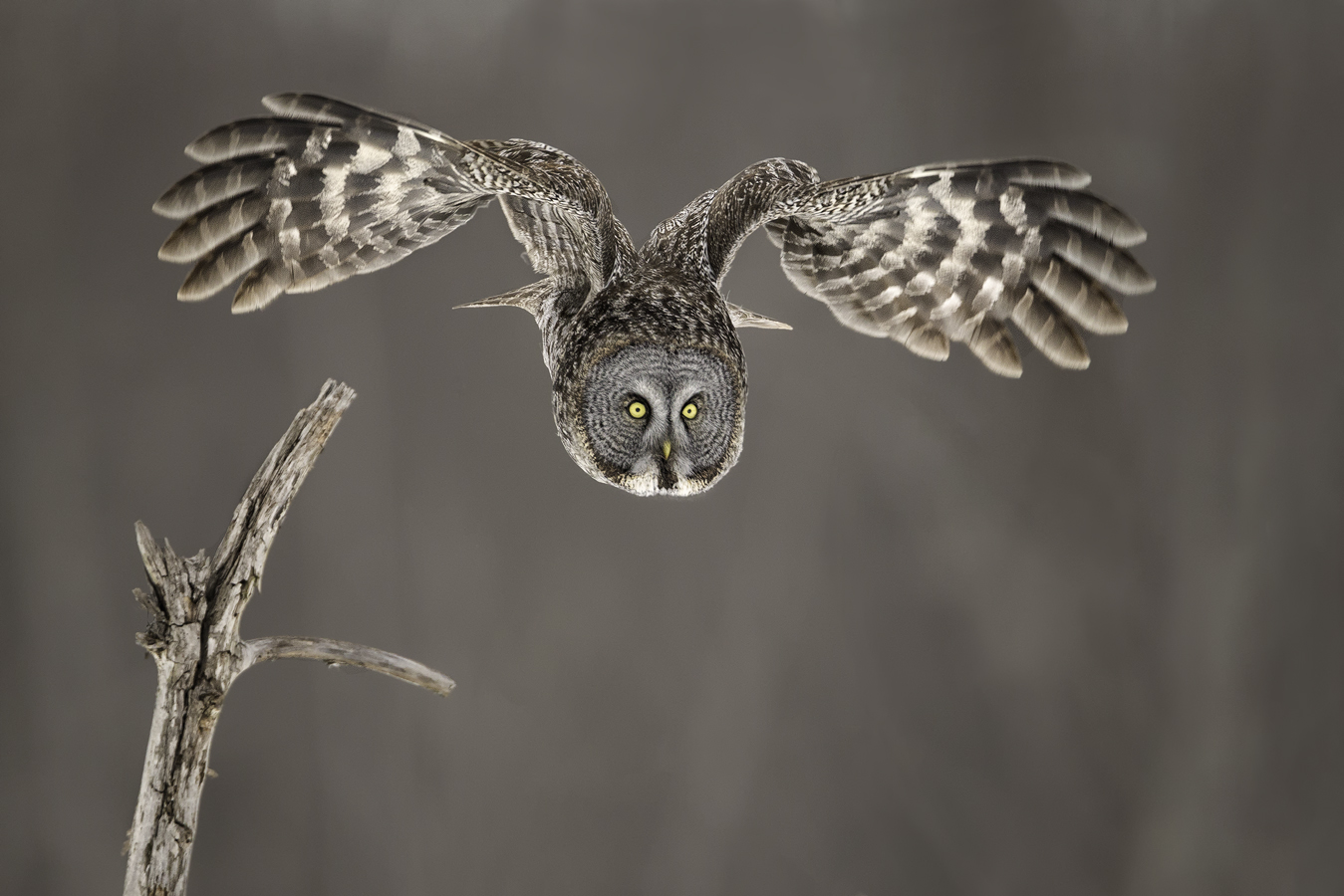 flight_pierre-giard_great-grey-owl-laval-quebec-2