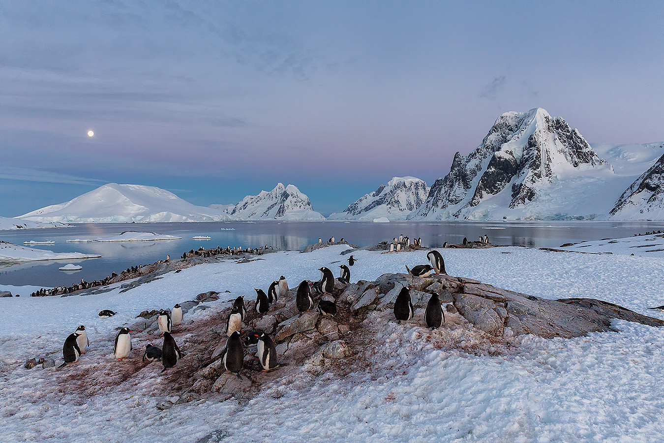 small_clemens-vanderwerf-gentoo-penguins-resting-for-the-night_s6a0096-petermann-island-antarctica