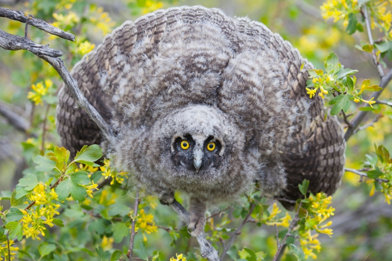Long-eared Owl 0615