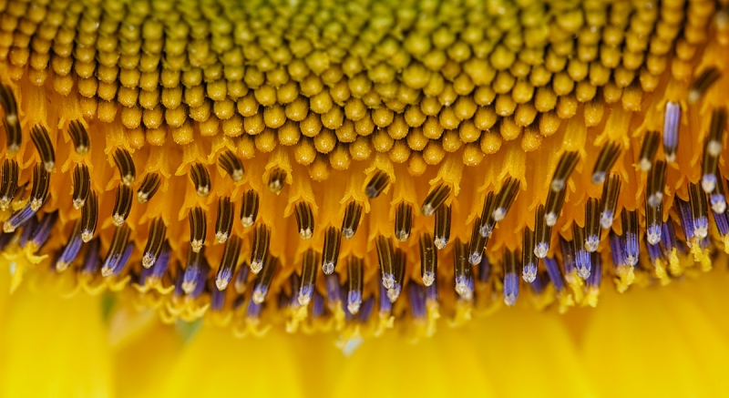 sunflower-detail-_a1c0438-sunflower-field-tualatin-or