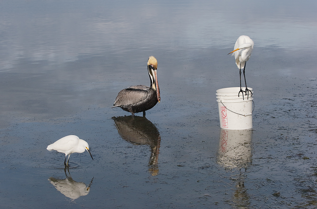 birds-at-the-bait-bucket-_y7o9948-litttle-estero-lagoon-fort-myers-beach-fl