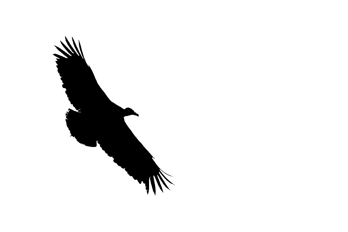 black-vulture-predawn-banking-silh-_y7o9746-anhinga-trail-everglades-national-park-fl