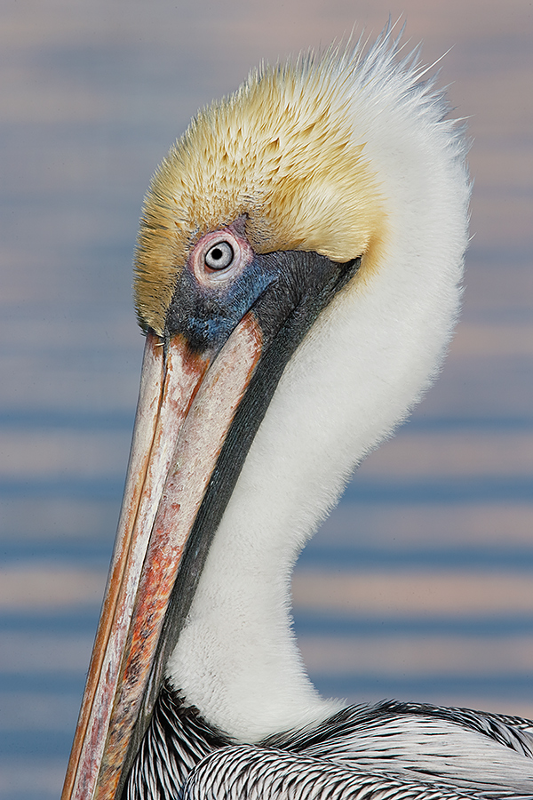 brown-pelican-at-f-20-darker-_y7o0498-litttle-estero-lagoon-fort-myers-beach-fl