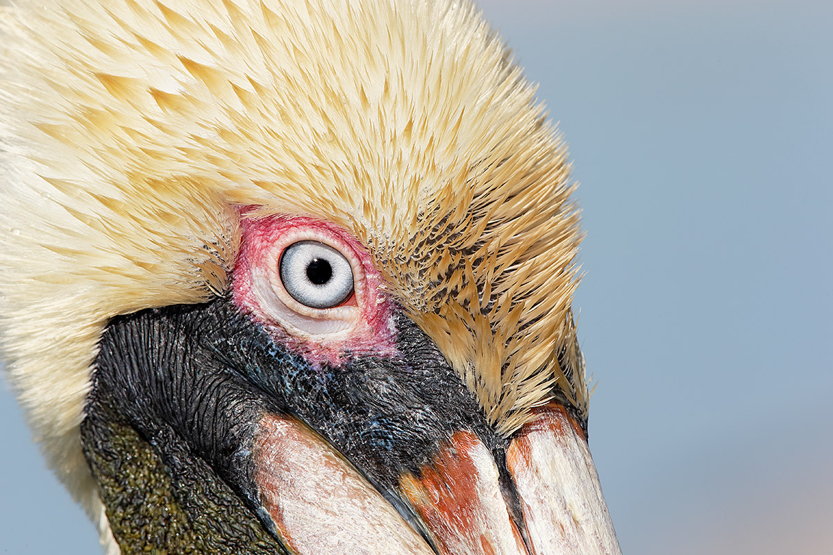 brown-pelican-face-detail-_y7o9164-litttle-estero-lagoon-fort-myers-beach-fl