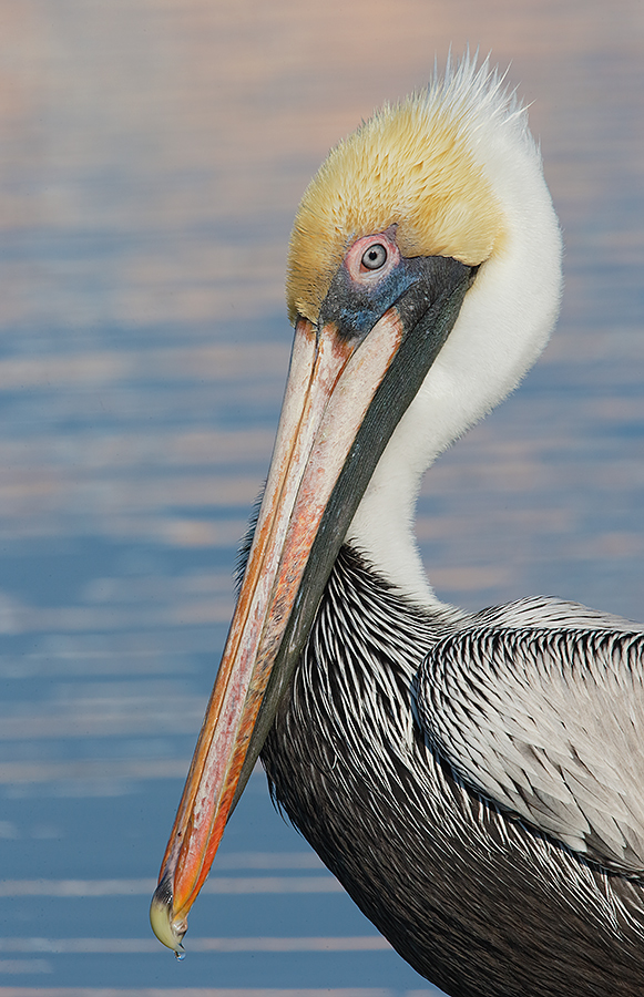 brown-pelican-head-portrait-_y7o0499-litttle-estero-lagoon-fort-myers-beach-fl