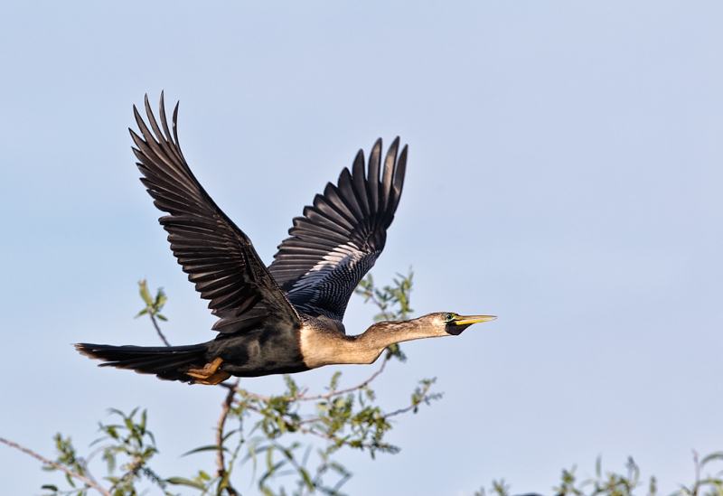 anhinga-female-in-breeding-plumage-in-flight-_90z0927-venice-rookery-south-venice-fl