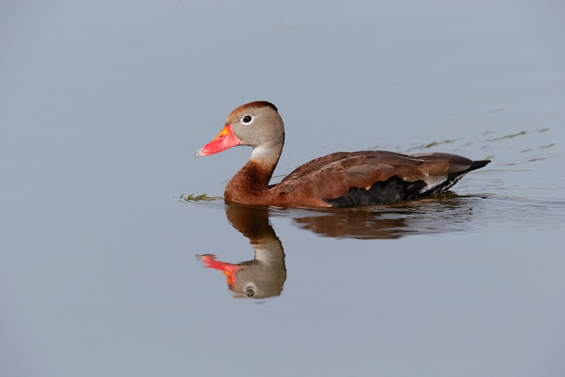 black-bellied-whistling-duck-swimming-_09u1635-venice-rookery-south-venice-fl