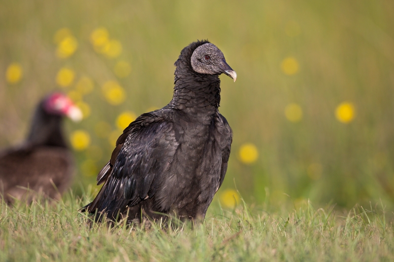 black-vulture-turkey-vulture-juxtaposition-_a1c5848-indian-lake-estates-fl
