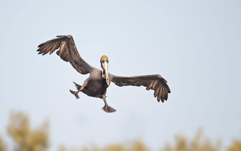 brown-pelican-gear-down-landing-_w3c3113-alafia-banks-tampa-bay-fl