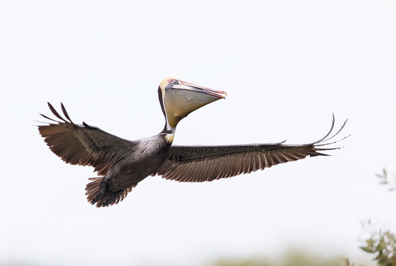 brown-pelican-landing-at-nest-with-bill-pouch-distended-_09u6236-alafia-banks-tampa-bay-fl