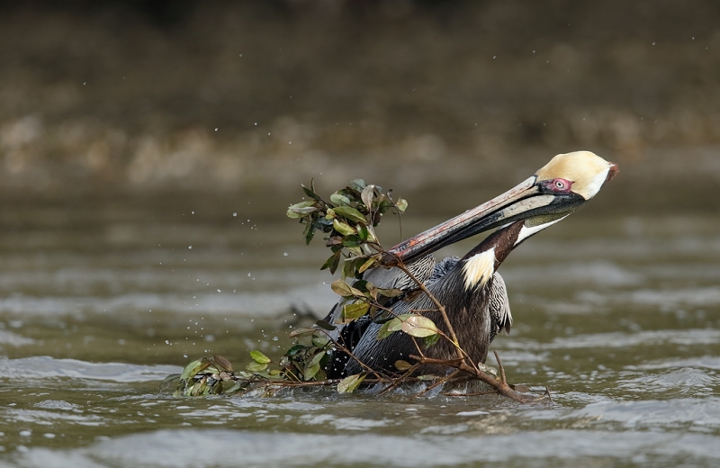brown-pelican-struggling-with-nesting-material-_09u2338-alafia-banks-tampa-bay-fl