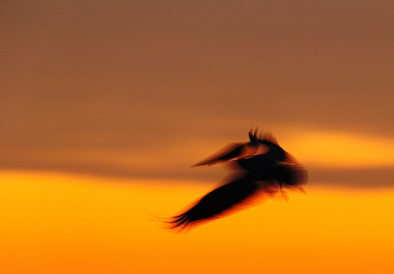 brown-pelican-sunrise-blur-_09u6089-alafia-banks-tampa-bay-fl