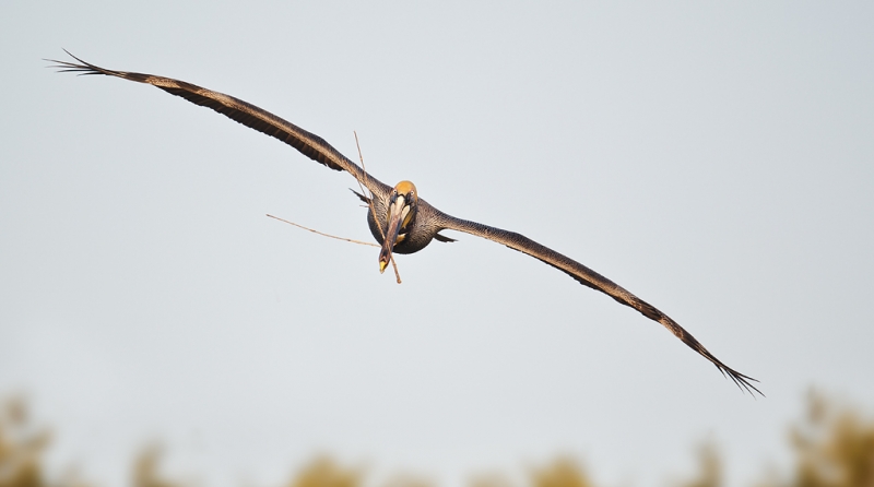 brown-pelican-w-nesting-material-_w3c3024-alafia-banks-tampa-bay-fl