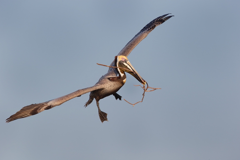 brown-pelican-with-nesting-material-_09u5327-alafia-banks-tampa-bay-fl