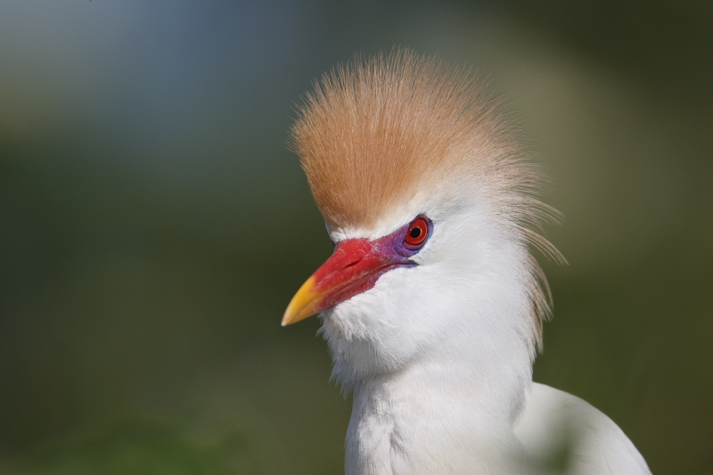 cattle-egret-breeding-plumage-head-portrait-_y9c3353-gatorland-kissimmee-fl