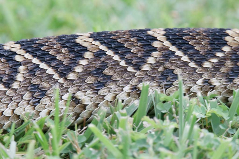 eastern-diamondback-rattlesnake-body-recently-shed-skin-_y9c3354-indian-lake-estates-fl