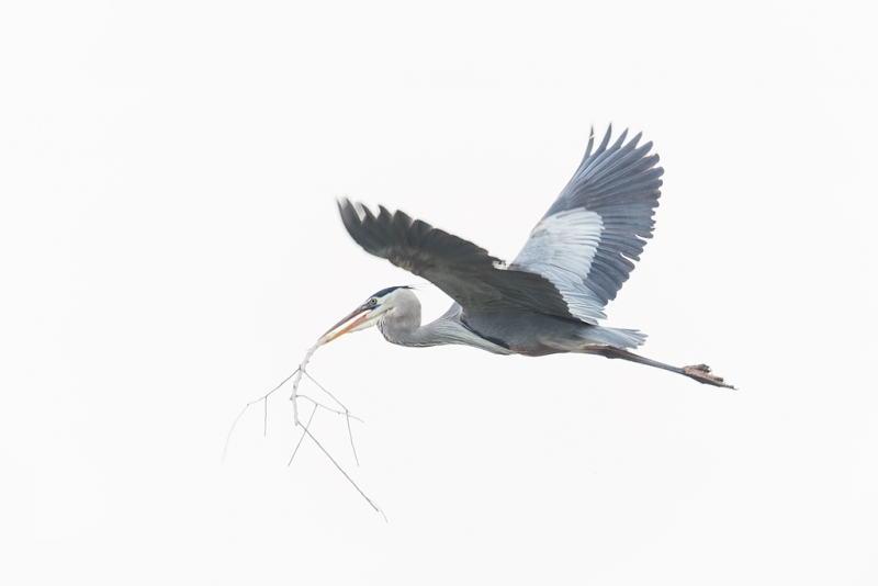 great-blue-heron-flying-w-nesting-material-_09u6115-alafia-banks-tampa-bay-fl