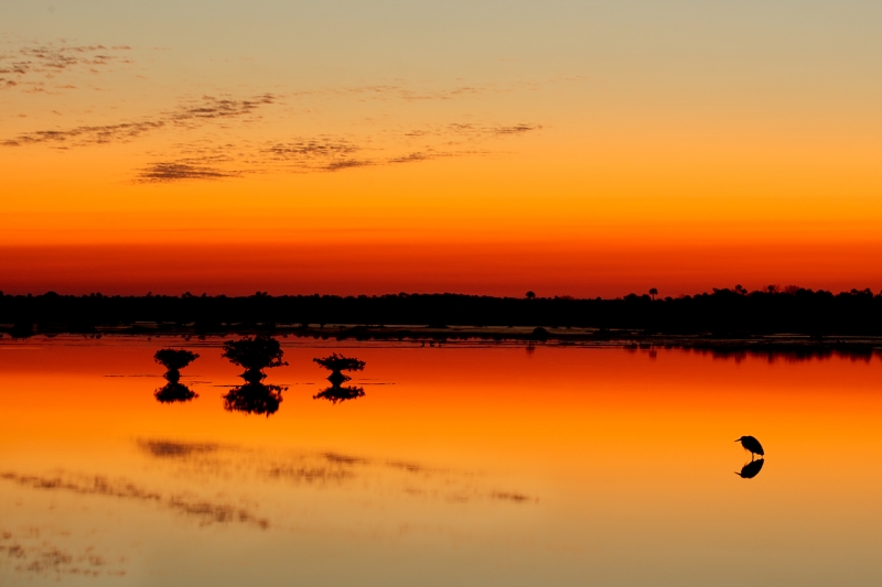 great-blue-heron-gold-orange-sunrise-silh-w-mangroves-iso-200-1-point-3-sec-_10j5851-merritt-island-nwr-titusville-fl