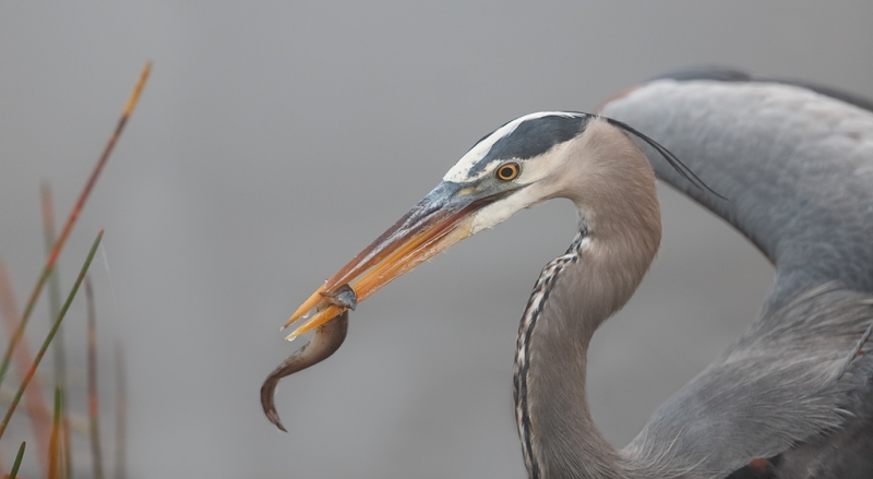 great-blue-heron-with-prey-item-_a1c9085-anhinga-trail-everglades-national-park-fl