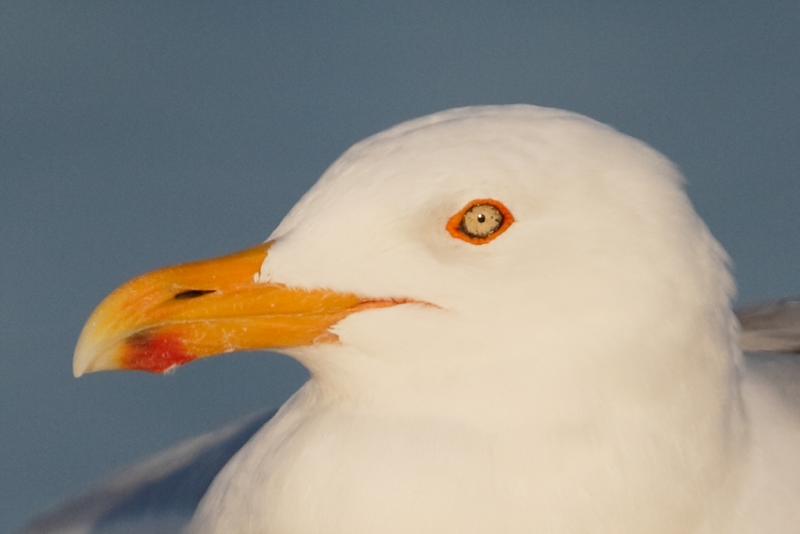 herring-gull-screen-capture-af-active-tight-crop