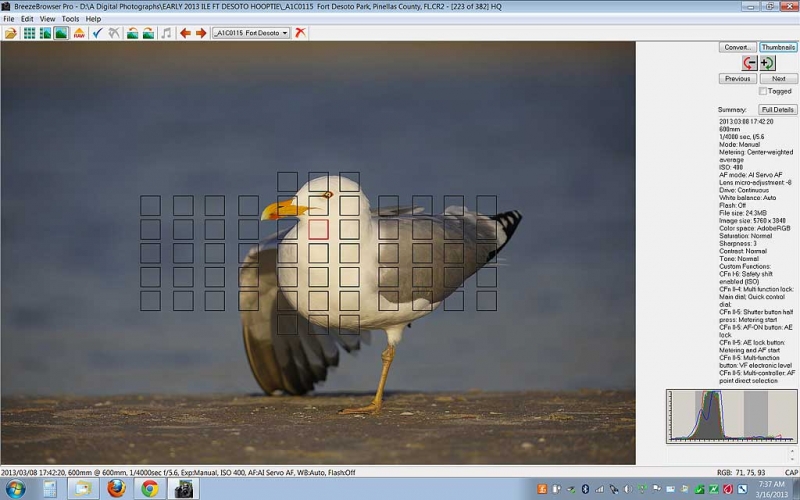 herring-gull-screen-capture-af-active