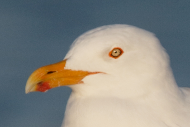 herring-gull-screen-capture-rear-focus-and-re-compose-tight-crop