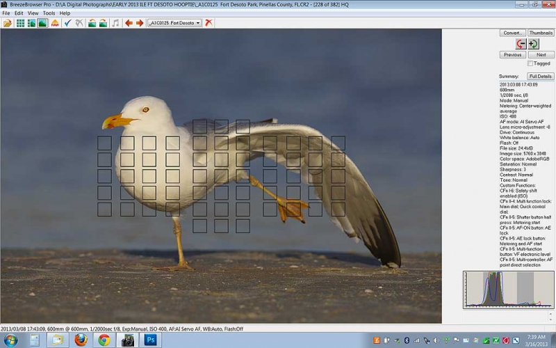 herring-gull-screen-capture-rear-focus-and-re-compose