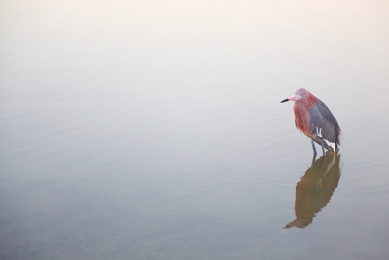 reddish-egret-pied-dark-morph-in-pre-dawn-_a1c9281-little-estero-lagoon-fort-myers-beach-fl