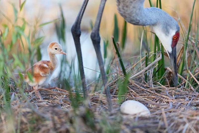 sandhill-crane-2-day-old-chick-with-egg-in-nest-_09u3061-indian-lake-estates-fl