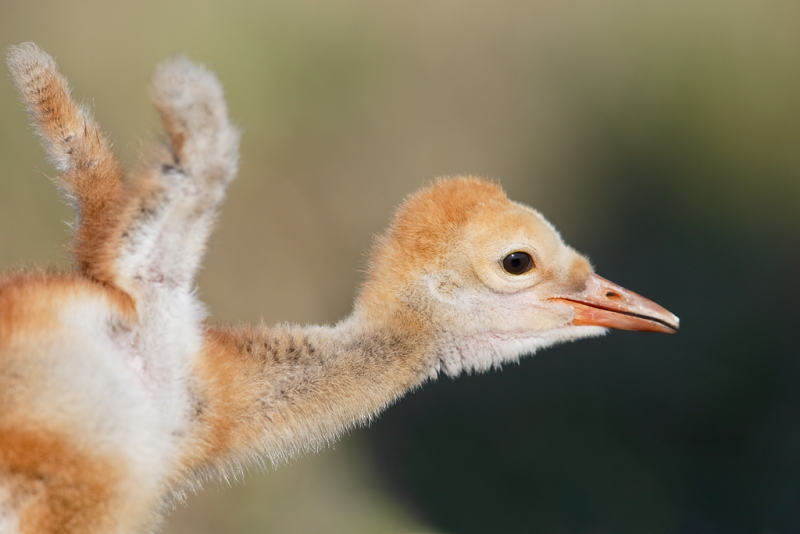sandhill-crane-chick-flapping-wing-buds-_09u4517-indian-lake-estates-fl