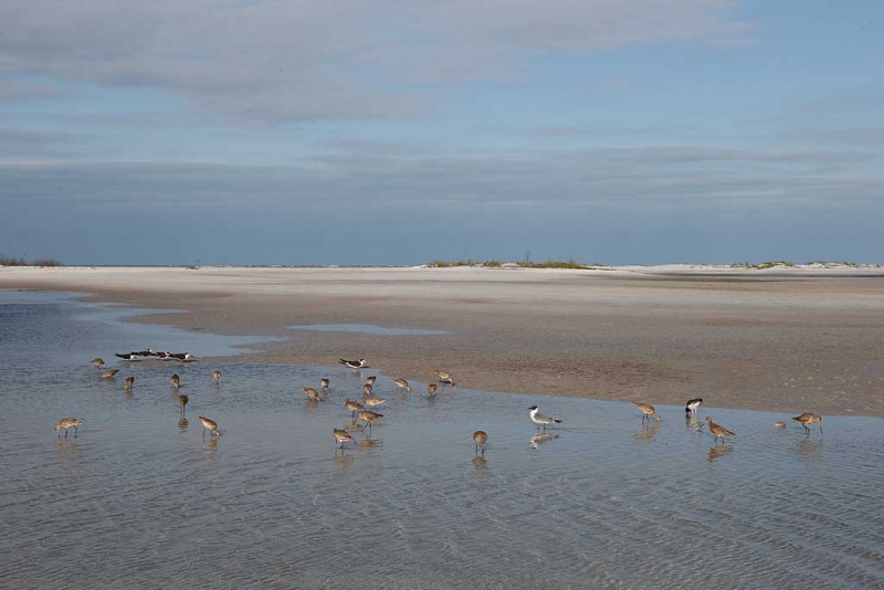 shorebirds-in-early-morning-light-_09u9270-fort-desoto-park-pinellas-county-fl