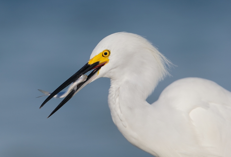 snowy-egret-with-baitfish-baited-_09u1144-saniel-fishing-pier-sanibel-fl