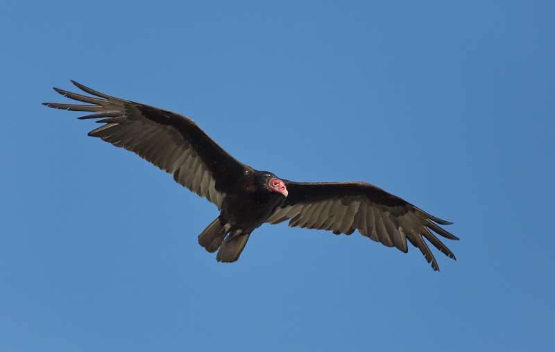 turkey-vulture-flight-_u1c0289-indian-lake-estates-fl