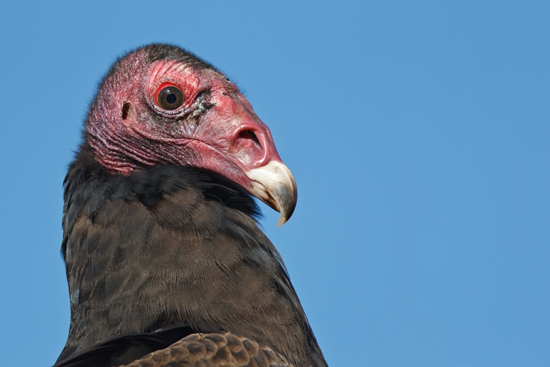 turkey-vulture-head-portrait-500-ii-2x-tc-hand-held-_y9c9662-indian-lake-estates-fl_0