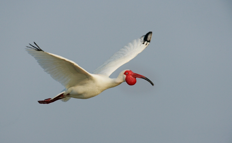 white-ibis-high-breeding-plumage-flight-3-images-combined-robt_vl8u6188-alafia-banks-tampa-bay-fl