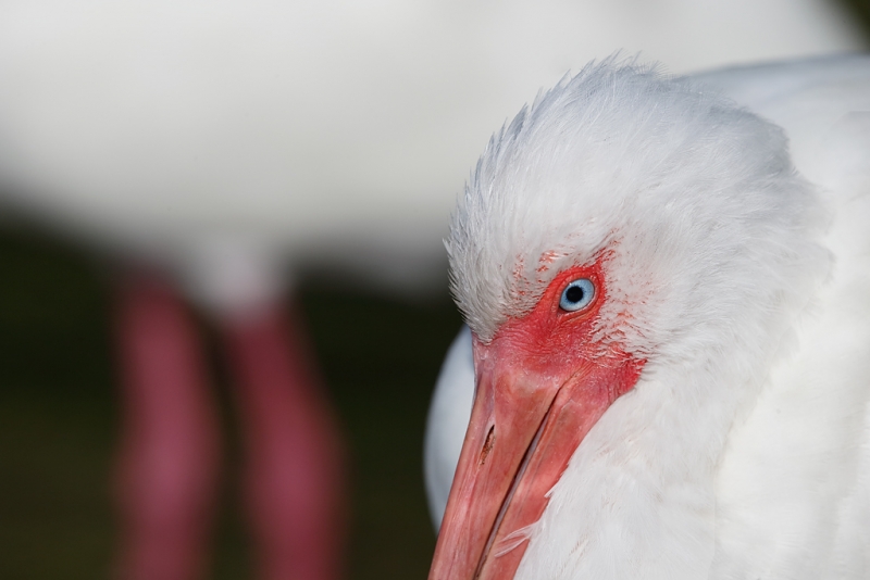 white-ibis-leg-juxtaposition-_09u4010-fort-desoto-park-pinellas-county-fl