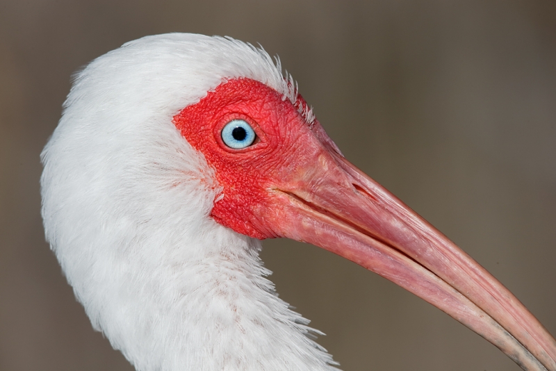white-ibis-tight-face-portrait-_09u4090-fort-desoto-park-pinellas-county-fl