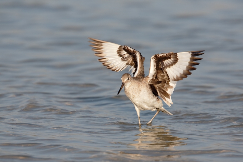 willet-flapping-after-bath-_a1c0031-fort-desoto-park-pinellas-county-fl