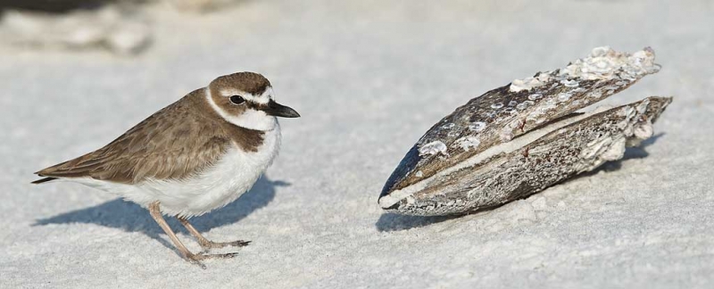 wilsons-plover-with-horse-mussel-_y9c1143-little-estero-lagoon-fort-myers-beach-fl