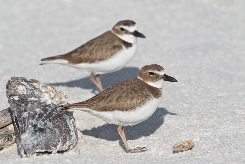 wilsons-plovers-by-horse-mussel-_y9c1201-little-estero-lagoon-fort-myers-beach-fl
