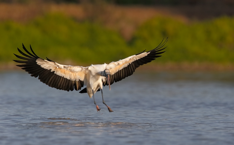 wood-stork-landing-600-ii-w-2x-iii-tc-_09u8202-anhinga-trail-everglades-national-park-fl