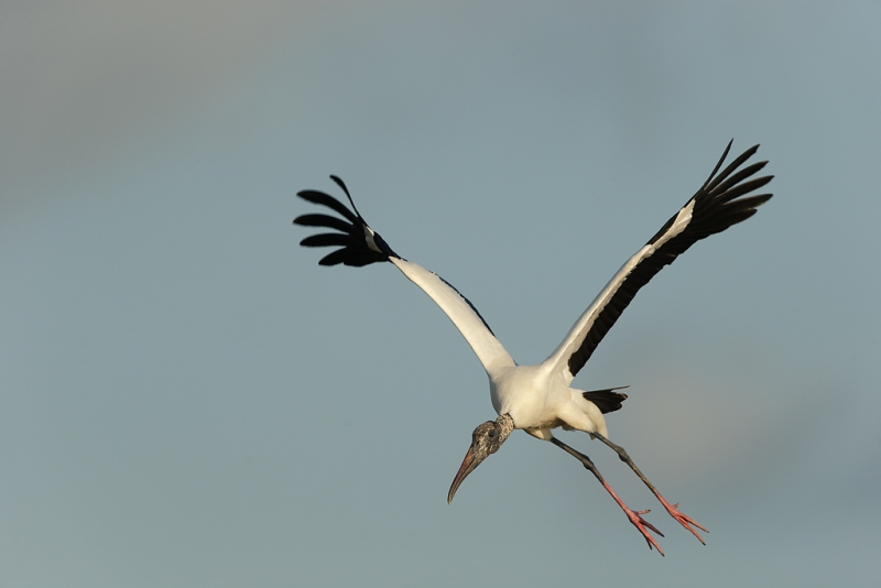 wood-stork-landing-_09u1015-dit-dot-dash-rookery-bradenton-river-fl