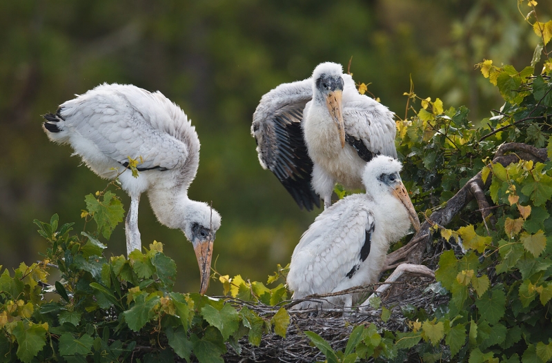 wood-stork-large-chicks-in-nest-_y9c3403-gatorland-kissimmee-fl