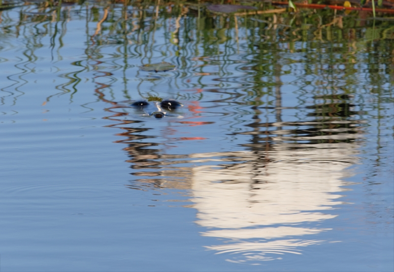 wood-stork-reflection-alligator-_09u7744-anhinga-trail-everglades-national-park-fl