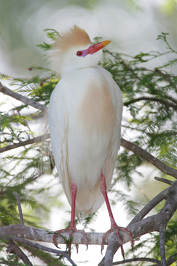 cattle-egret-breeding-plumage-looking-up-impr-l8x6601-st