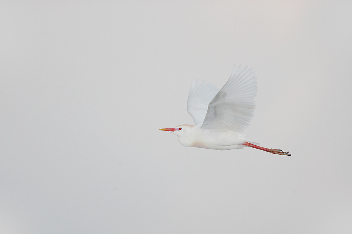 cattle-egret-in-flight-upstroke-white-sky-vl8u6785-st-augustine-alligator-farm-st_0